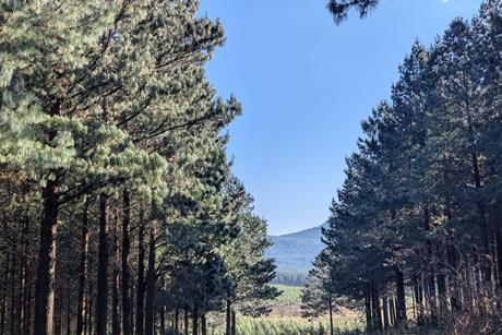 Rance Timber