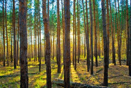 Forestry - dreamstime_m_3696335