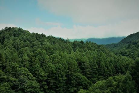 Forest credit Pexels