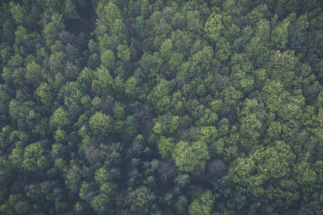 Forest credit Pexels
