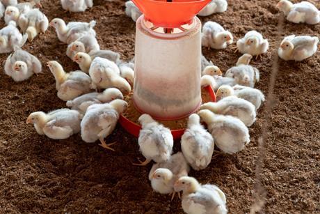Poultry farm