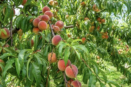 Peaches, Agriculture credit Pexels