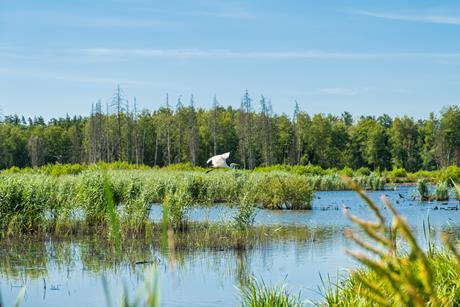Biodiversity, wetlands in Belgium – unsplash