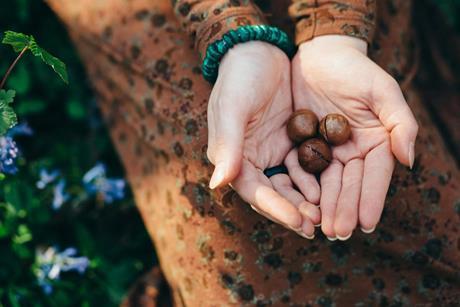 A person holding macadamia nuts