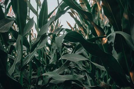 Corn farm