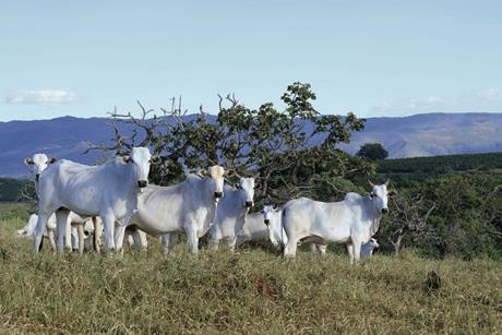 Climate threatens Brazil’s beef sector
