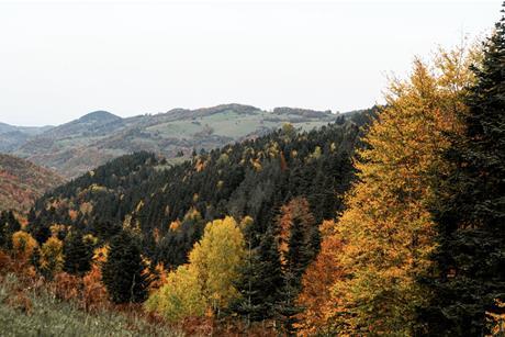 Forest