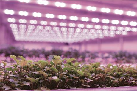 Growy vertical farm in the Netherlands