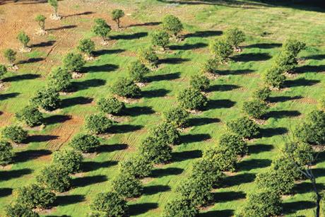 Orange plantation in Australia