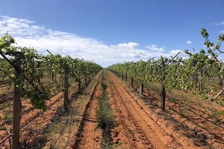 Vineyard - part of APIF portfolio