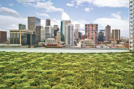 green roof terrace in denver