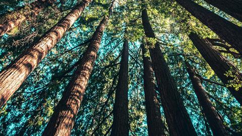 Forestry, timberland – unsplash