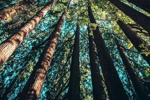 Forestry, timberland – unsplash
