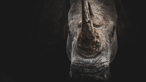 An imminent rhino