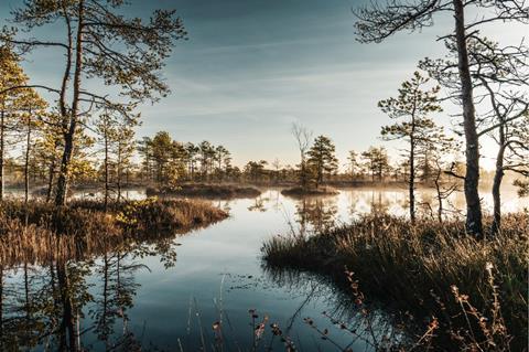Peetland, Forest