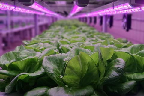 Vertical_Farming_Greenman_Press_Image web