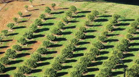 Orange plantation in Australia