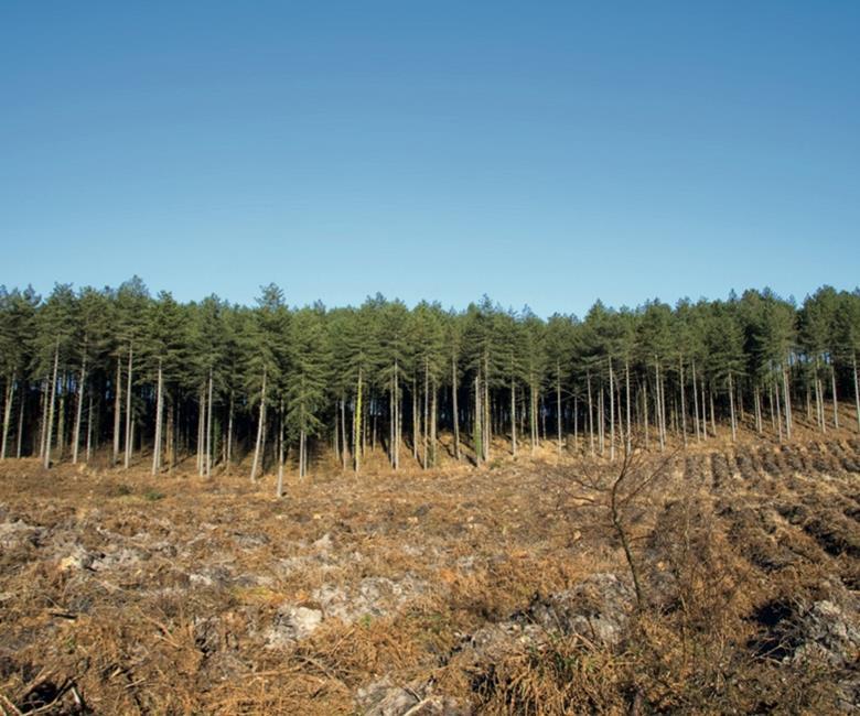 Forestry UK woodland values on the rise Magazine Real Assets