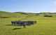 Group of cows in a field